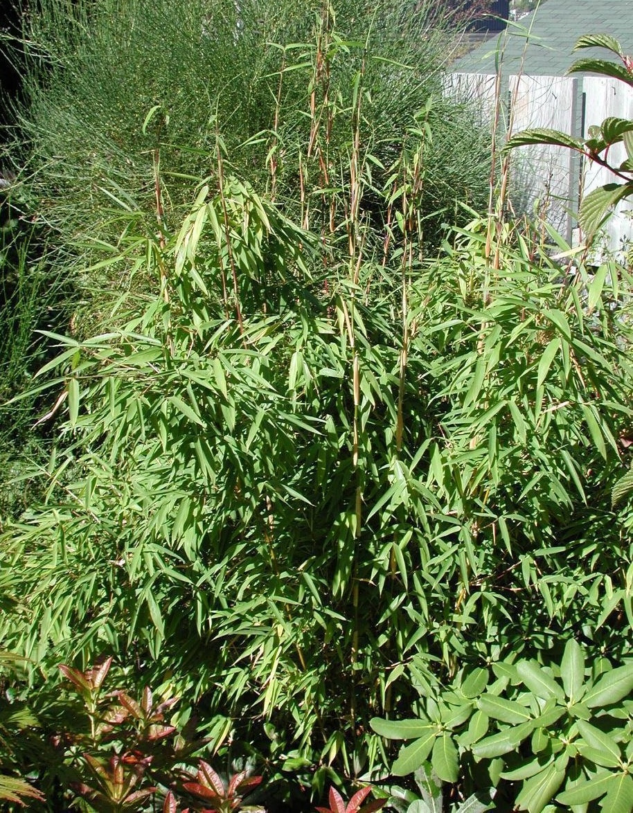 Fargesia Species, Umbrella Bamboo