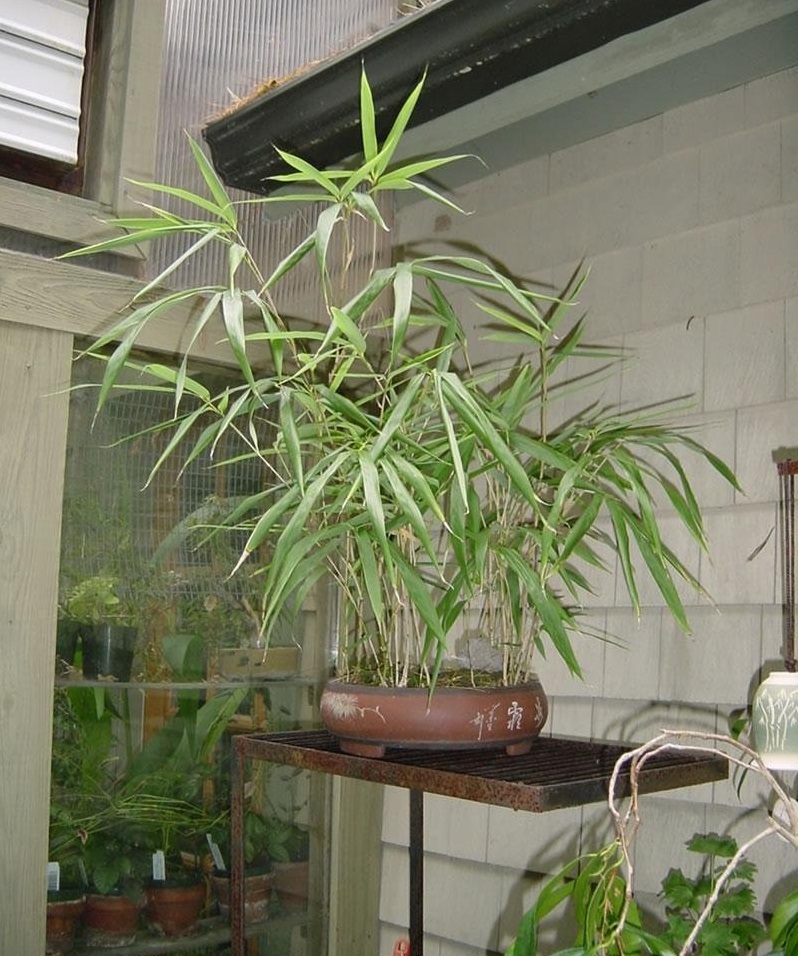Pseudosasa Species, Arrow Bamboo