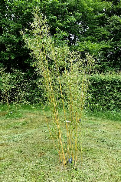 Fargesia, Green Screen Bamboo Ping Wu