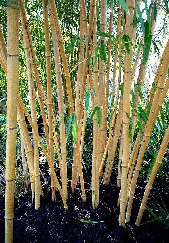 Phyllostachys, Bamboo, Golden Vivax Aureocaulis