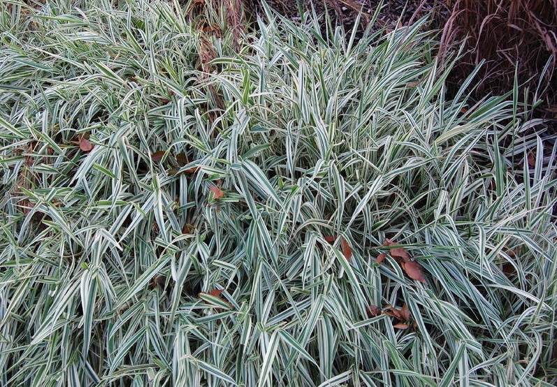 Ornamental Grass Picta