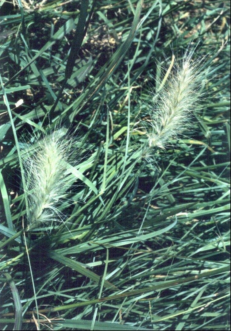 Cenchrus Species, Feather Top Fountain Grass