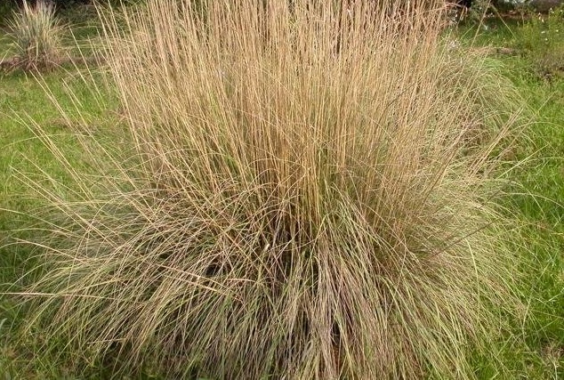 Canada Wild Rye