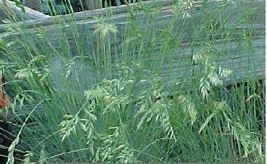 Festuca Species, Blue Fescue