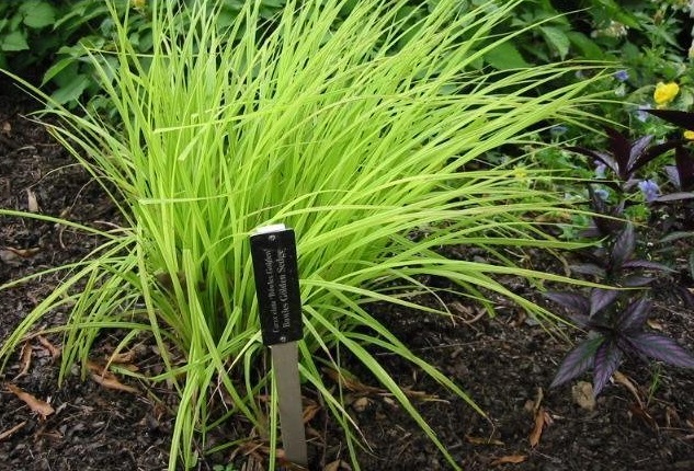 Carex, Bowles Golden Sedge Aurea