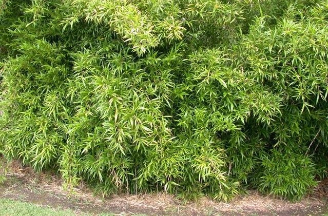 Chimonobambusa Species, Marbled Bamboo, Mottled Bamboo