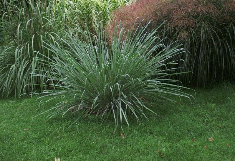 Hardy Sugar Cane