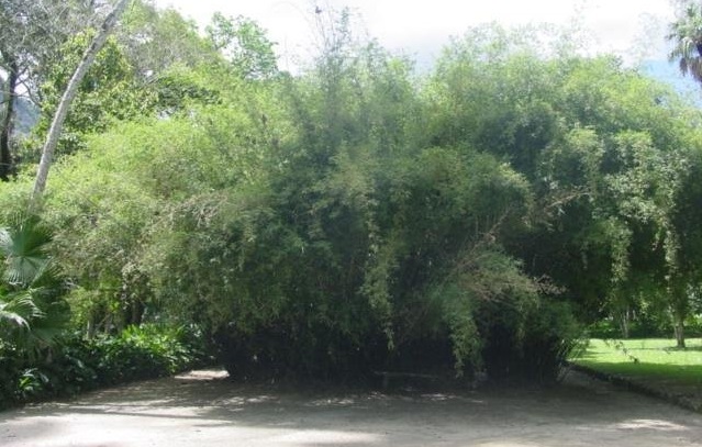 Bambusa Species, Chinese Bamboo, Hedge Bamboo