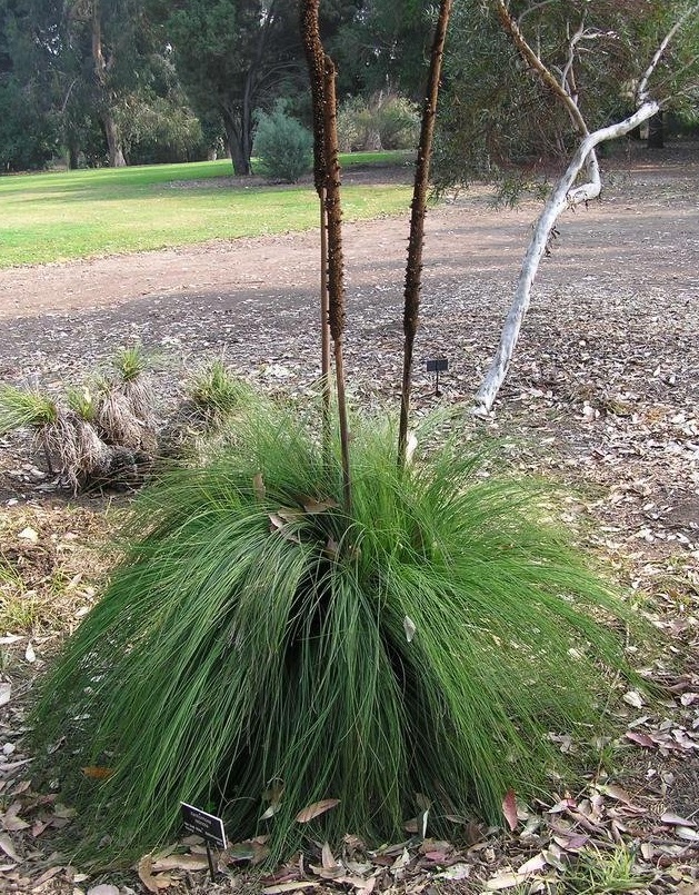 Xanthorrhoea Species, Spear Grass Tree