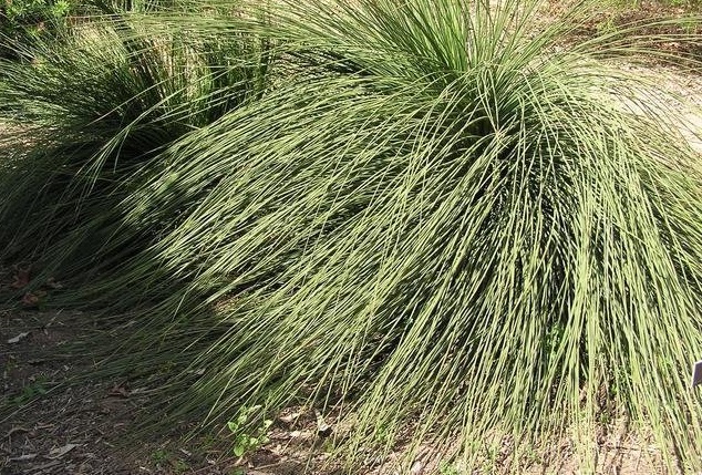 Xanthorrhoea Species, Australian Grass Tree