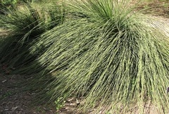 Xanthorrhoea Species, Australian Grass Tree