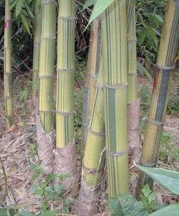 Dendrocalamus Species, Dragon Bamboo