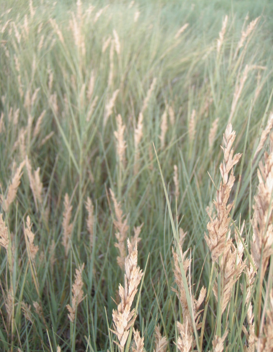 Distichlis Species, Saltgrass