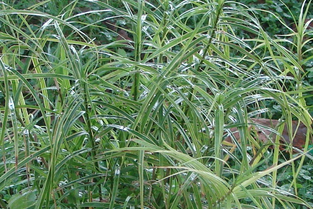 Carex, Sedge, Variegated Palm Sedge Oehme