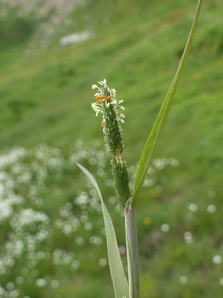 Shortawn foxtail