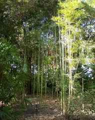 Sinobambusa Species, Chinese Temple Bamboo, Tootsik Cane-Bamboo