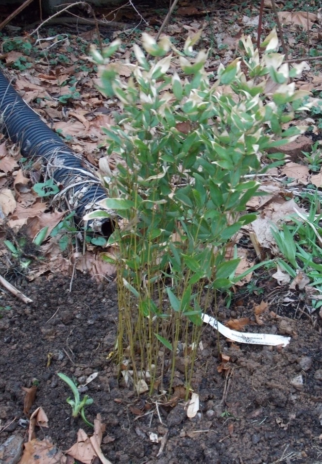 Shibataea Species, Kuma Bamboo-Grass, Ruscus-Leaved Bamboo
