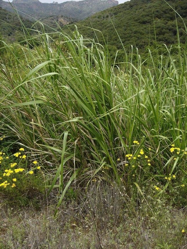 Leymus Species, Giant Wild Rye