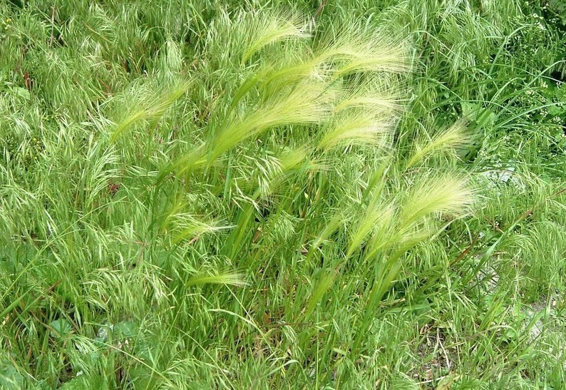Squirrel-Tail, Foxtail Barley
