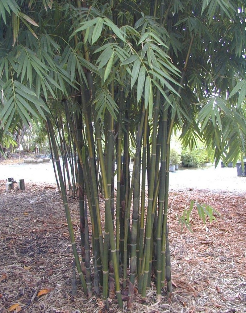 Bambusa, Tropical Bamboo Viridiflavus