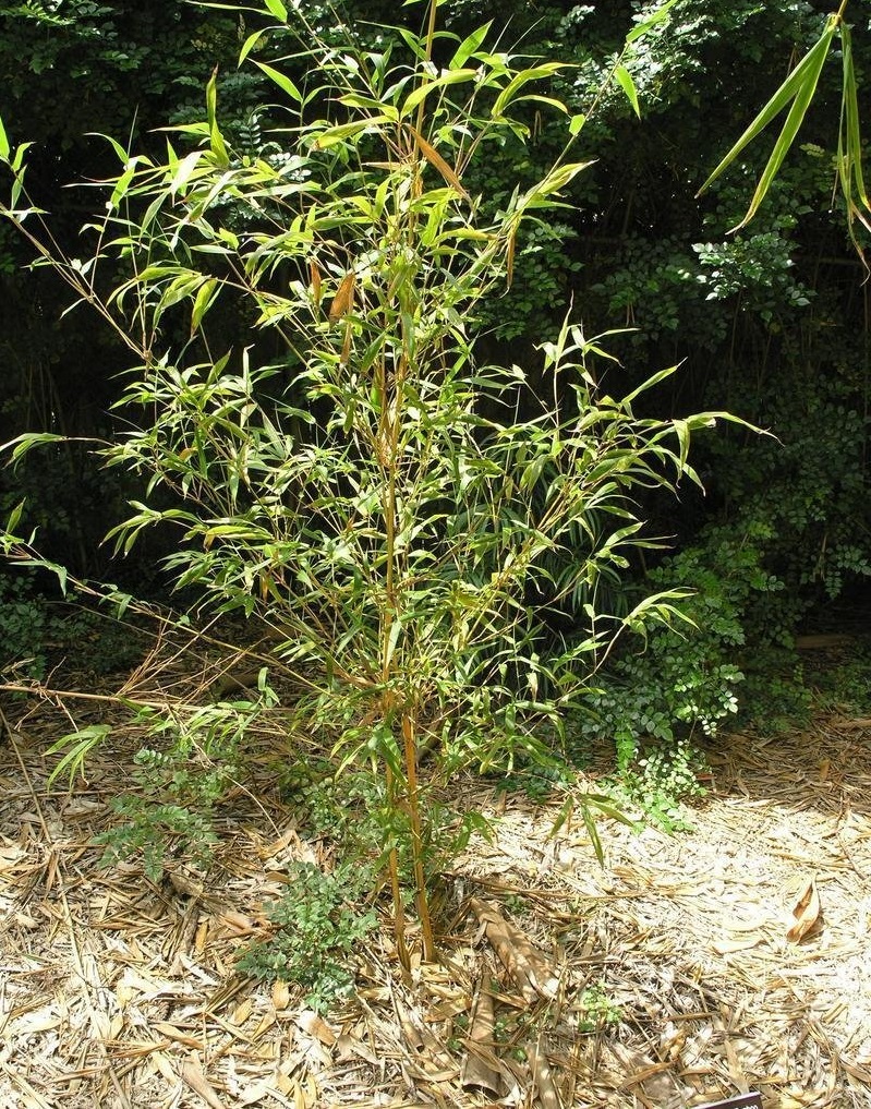 Bambusa, Asian Lemon Bamboo Viridi-Vittata