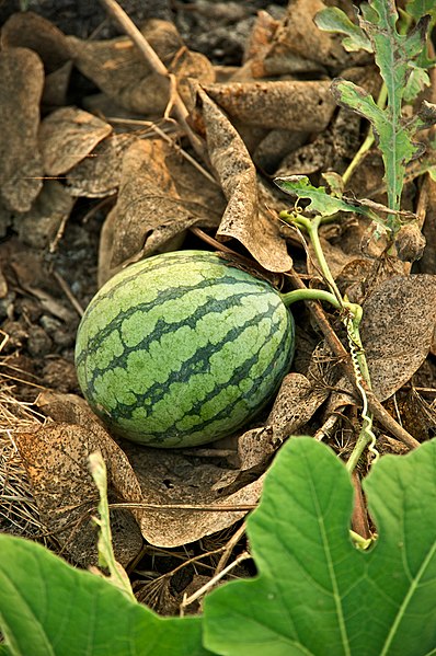 Watermelon Arriba!