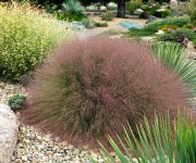 Muhlenbergia Species, Seep Muhly