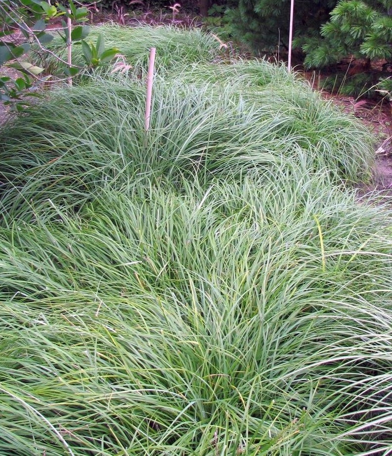 Blue Sedge, Heath Sedge Blue Zinger
