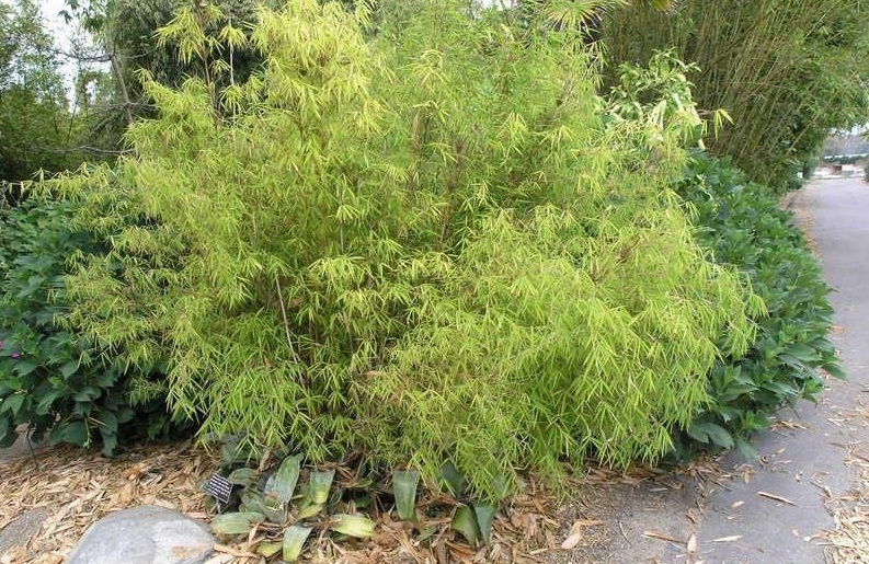 Thamnocalamus Species, Clumping Bamboo, Pea-Stick Bamboo