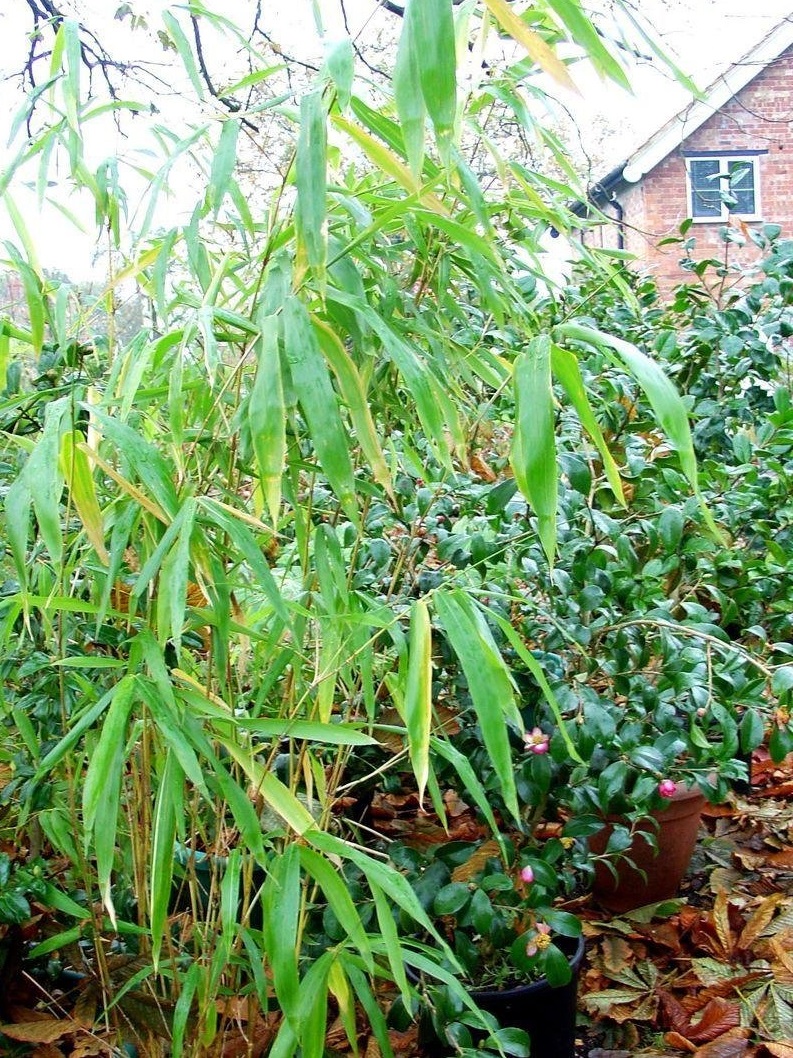 Semiarundinaria, Bamboo Kimmei