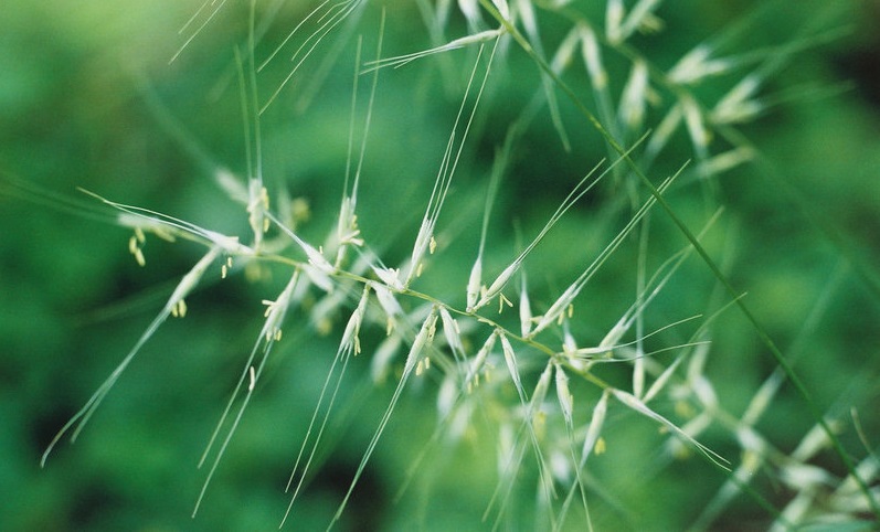 Eastern Bottle-brush Grass