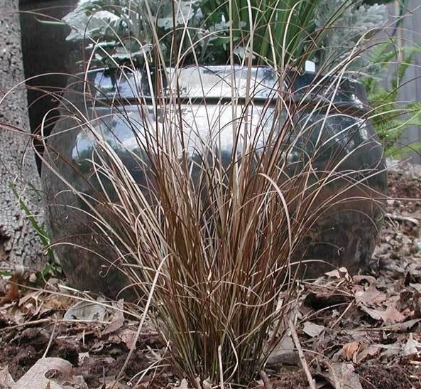 Carex, Leatherleaf Sedge Red Rooster
