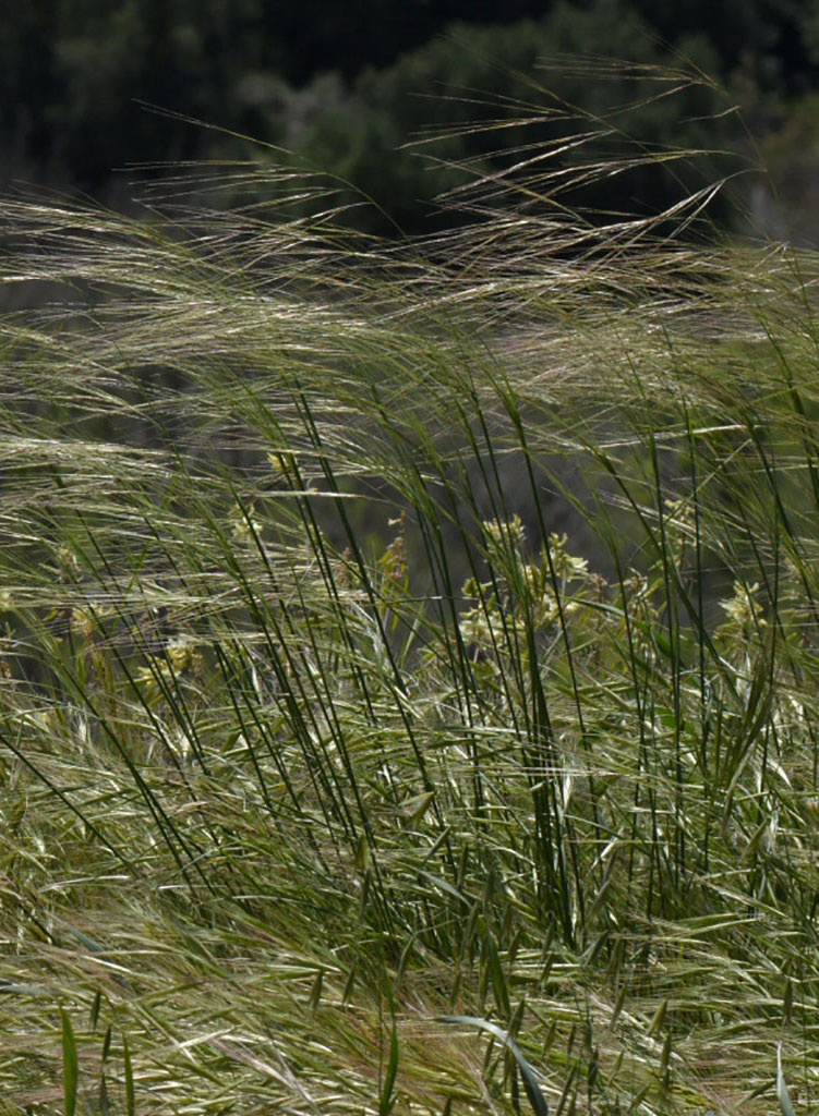 Stipa Species, Scribner Needlegrass