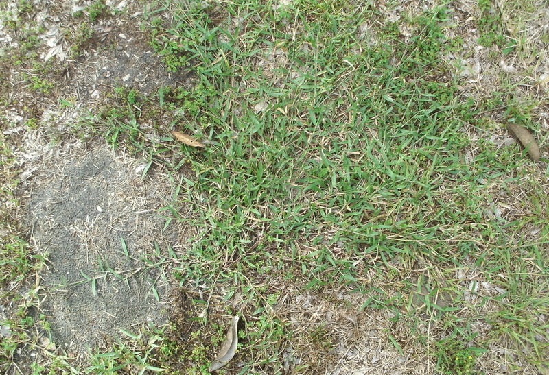 Broadleaf Carpetgrass