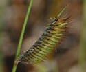 Hairy Grama