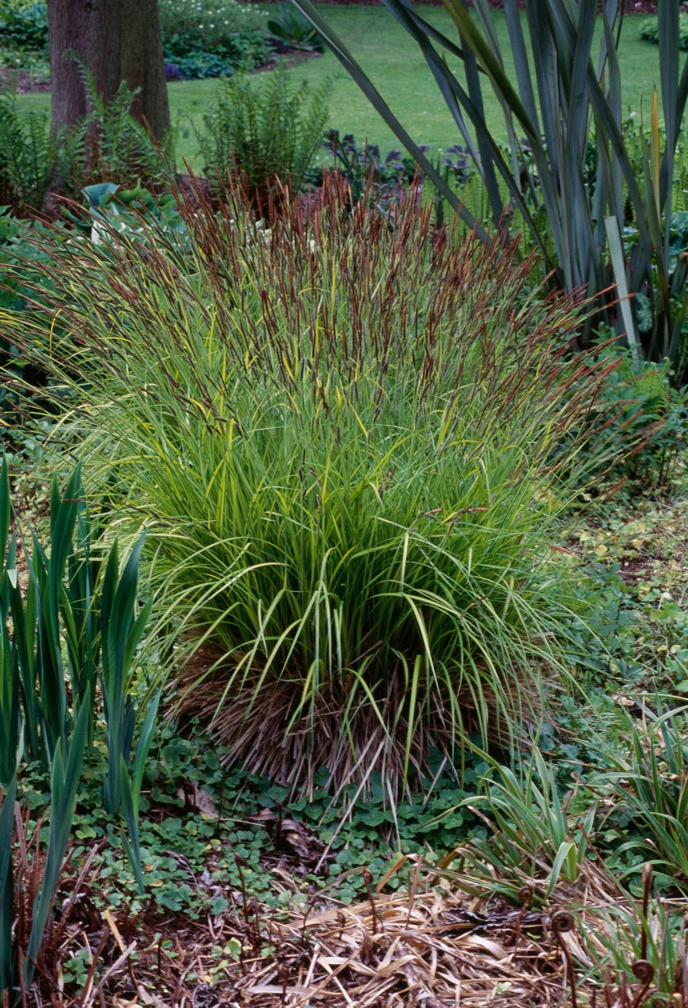 Golden Sedge