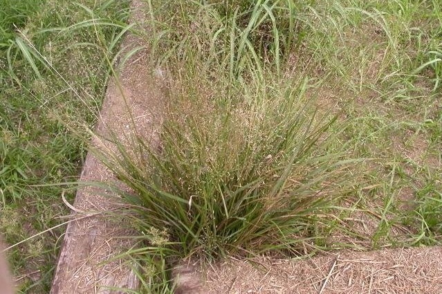 Sand Lovegrass
