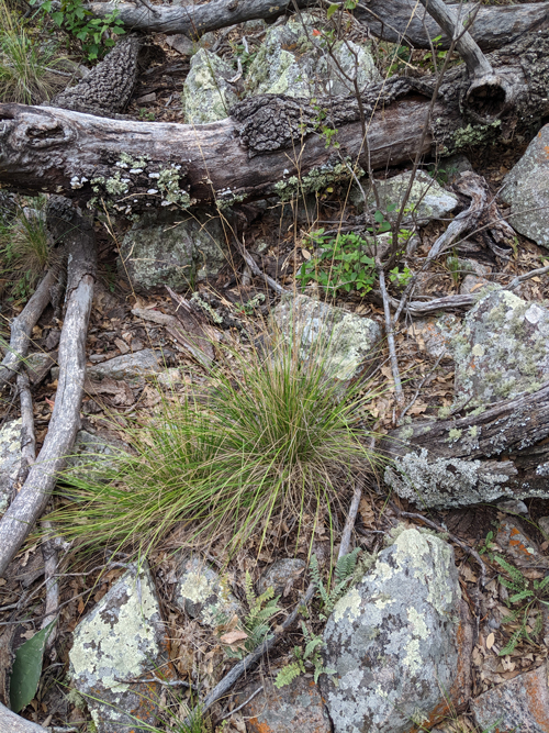 Festuca Species, Guadalupe Fescue
