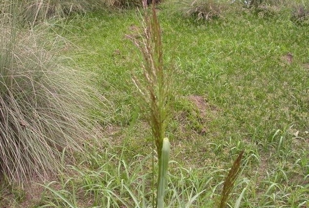 Tridens Species, Greasegrass, Purple-Top Tridens, Redtop