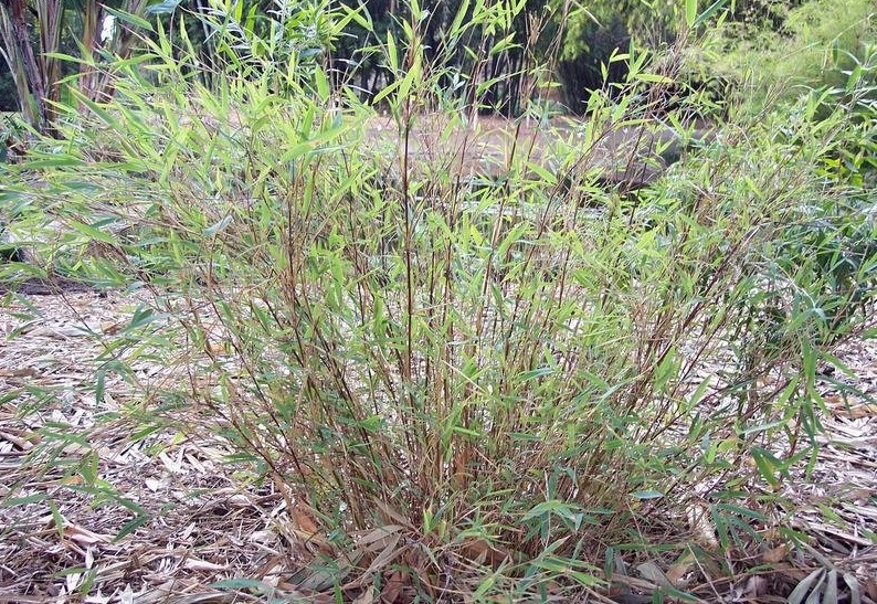 Fargesia Species, Scottish Bamboo