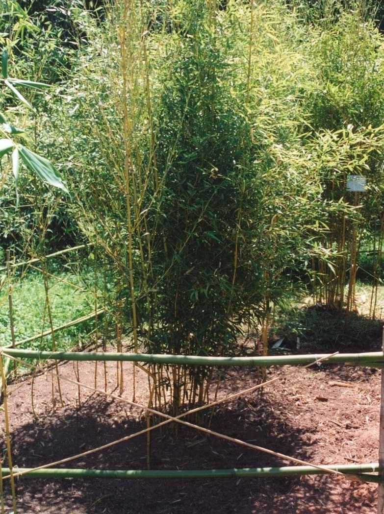 Phyllostachys, Yellow Groove Bamboo Spectabilis