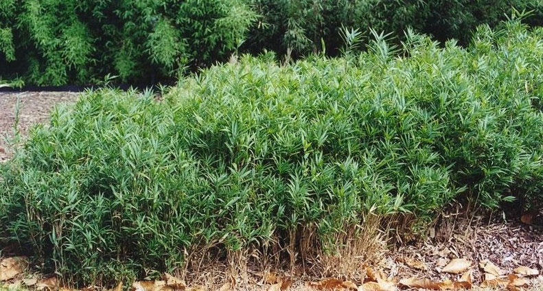 Pleioblastus Species, Pigmy Bamboo, Pygmy Bamboo