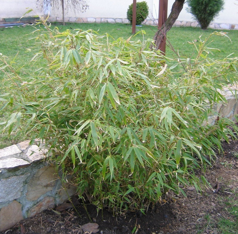 Fargesia, Umbrella Bamboo Simba