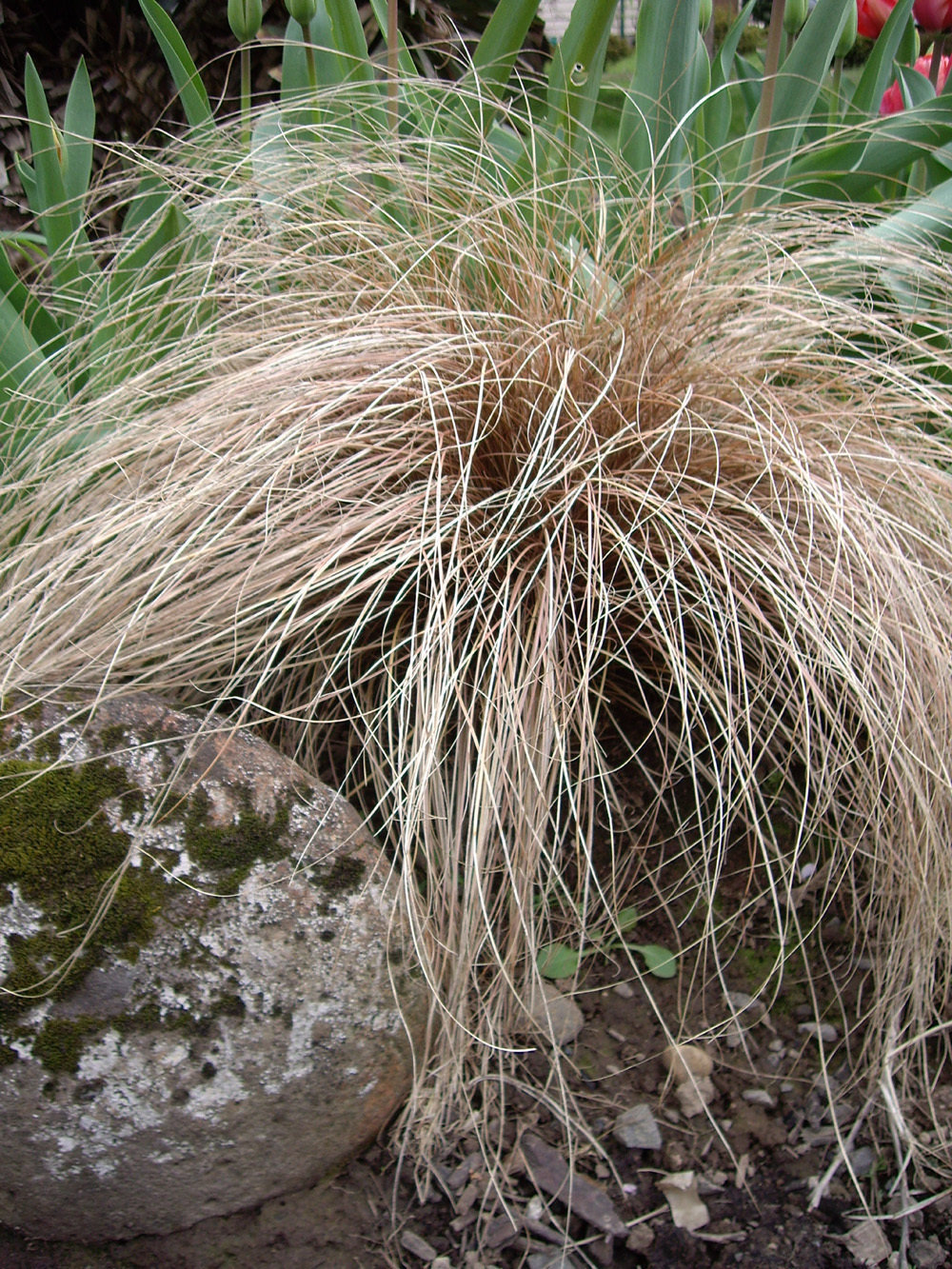 Carex, Weeping Brown Sedge Bronzita