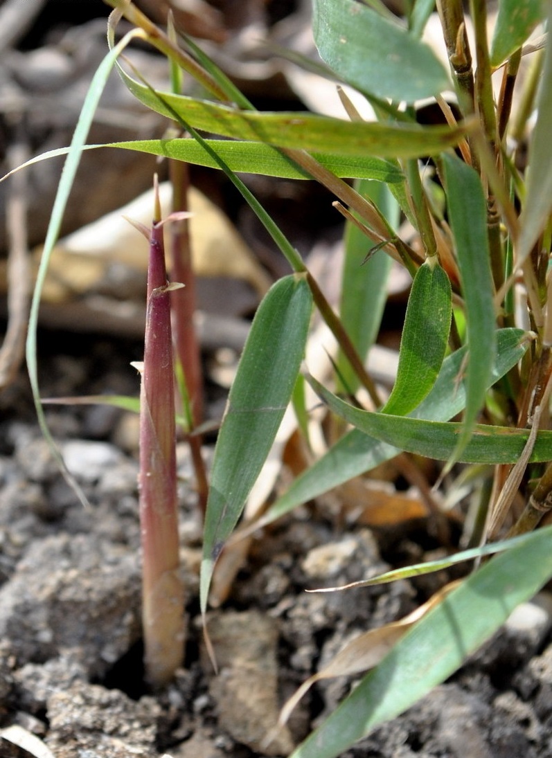 Hardy Clumping Bamboo Asian Wonder