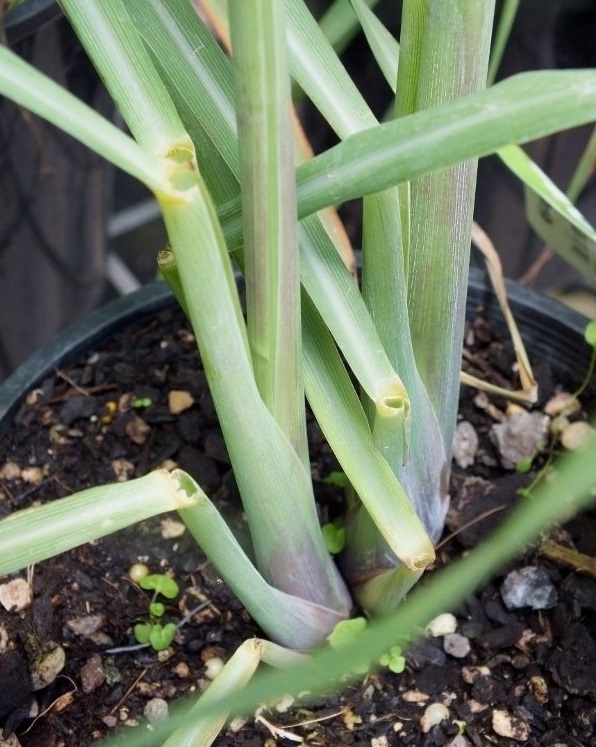Cymbopogon, Lemon Grass Lemonkist