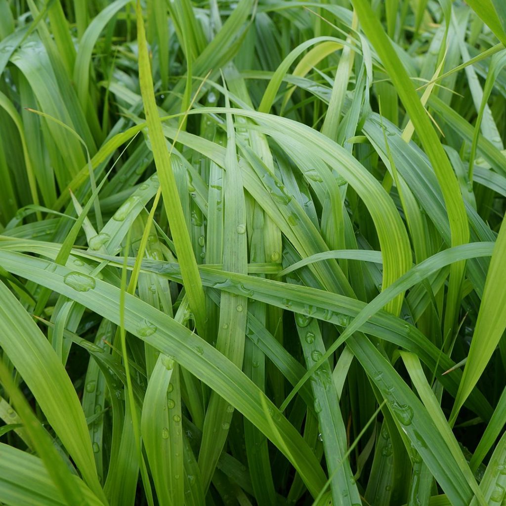 Beak Grass, American Beak Grain