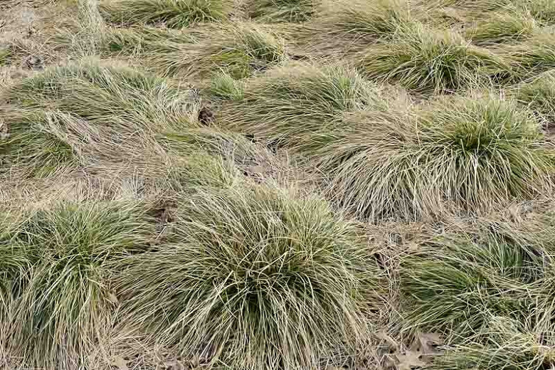 New Zealand Hair Sedge