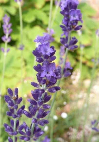 Lavandula, English Lavender Bleue Velours Paul