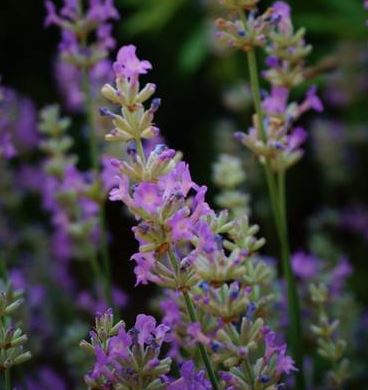 Lavandula, English Lavender Cedar Blue
